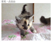 子猫