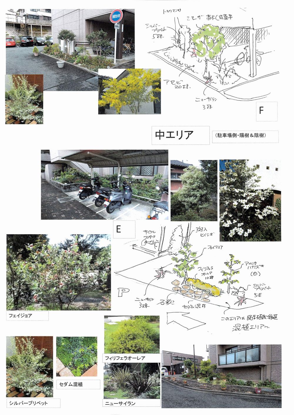 マンション植栽 捕植提案 植栽デザイン カラーリーフ イメージスケッチ 大阪 堺 アーテック にしかわ 一級建築士